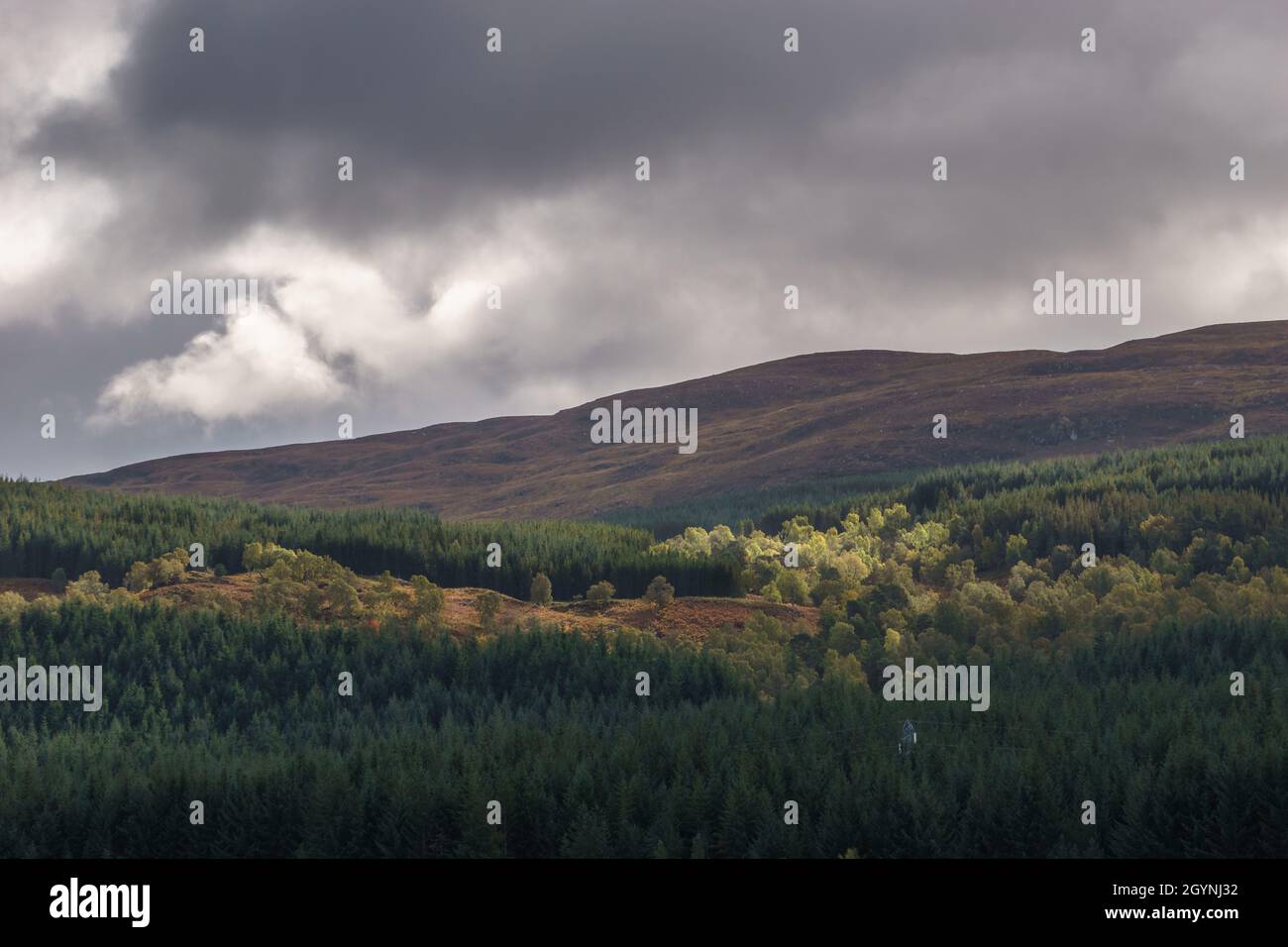 Detail of scottish landscape with forest on hill side in autumn under a cloudy sky, Scotland Stock Photo