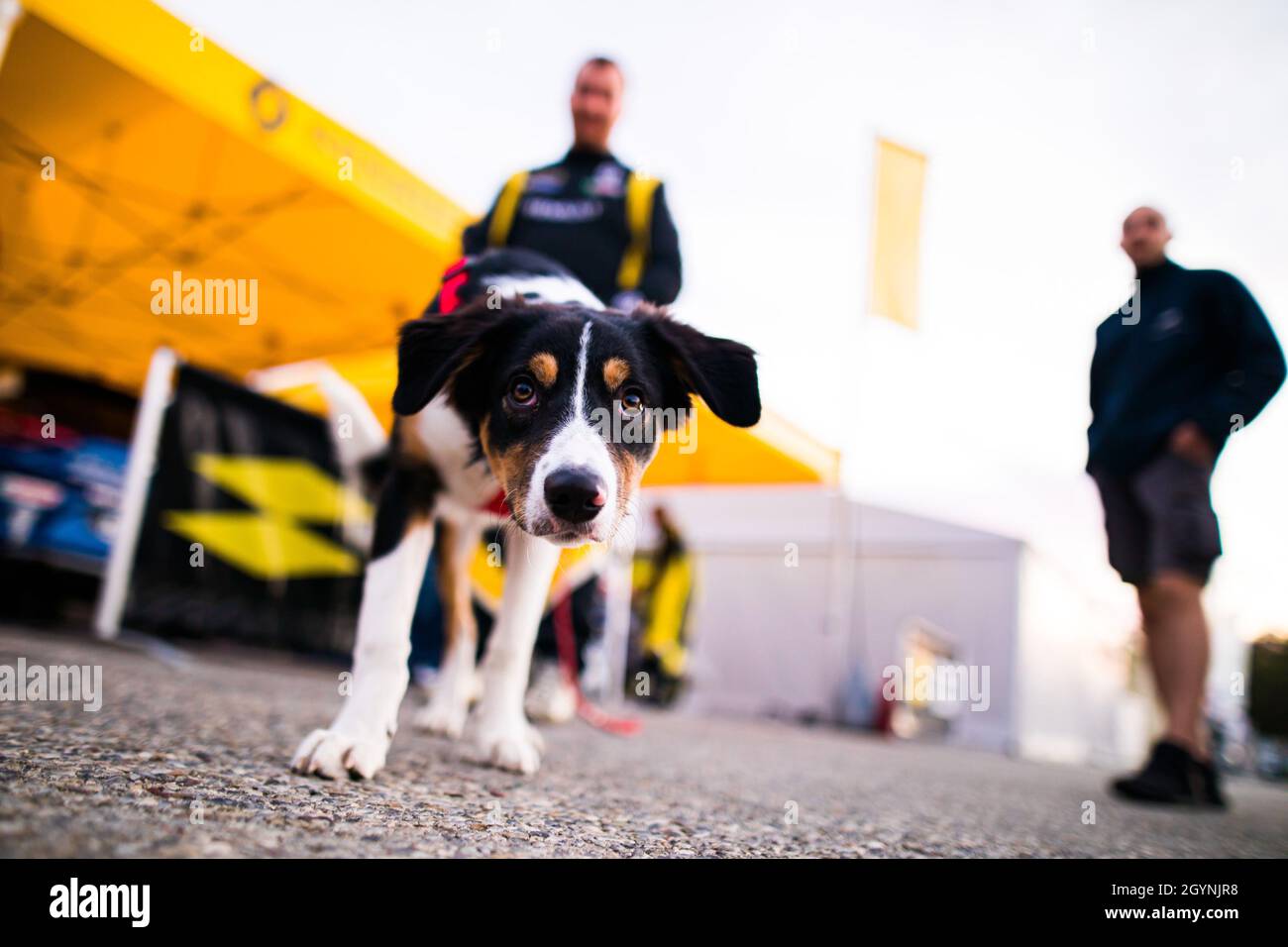 Antibes, France. 08th Oct, 2021. Chien, dog, ambiance during the 2021 Rallye Antibes Côte d'Azur, 6th round of the Championnat de France des Rallyes 2021, from October 6 to 9 in Antibes, France - Photo Bastien Roux / DPPI Credit: DPPI Media/Alamy Live News Stock Photo