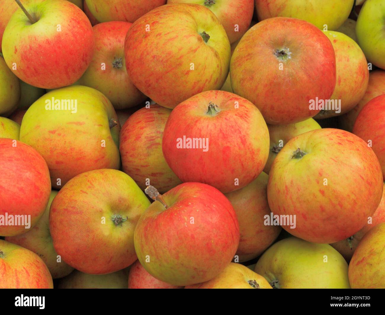 Apple, apples, 'Lynns Pippin', malus domestica, fruit, healthy eating, farm shop, display, malus domestica Stock Photo
