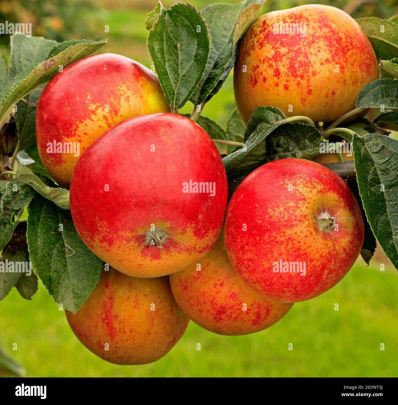 Apple, 'Norfolk Royal Russet' Stock Photo