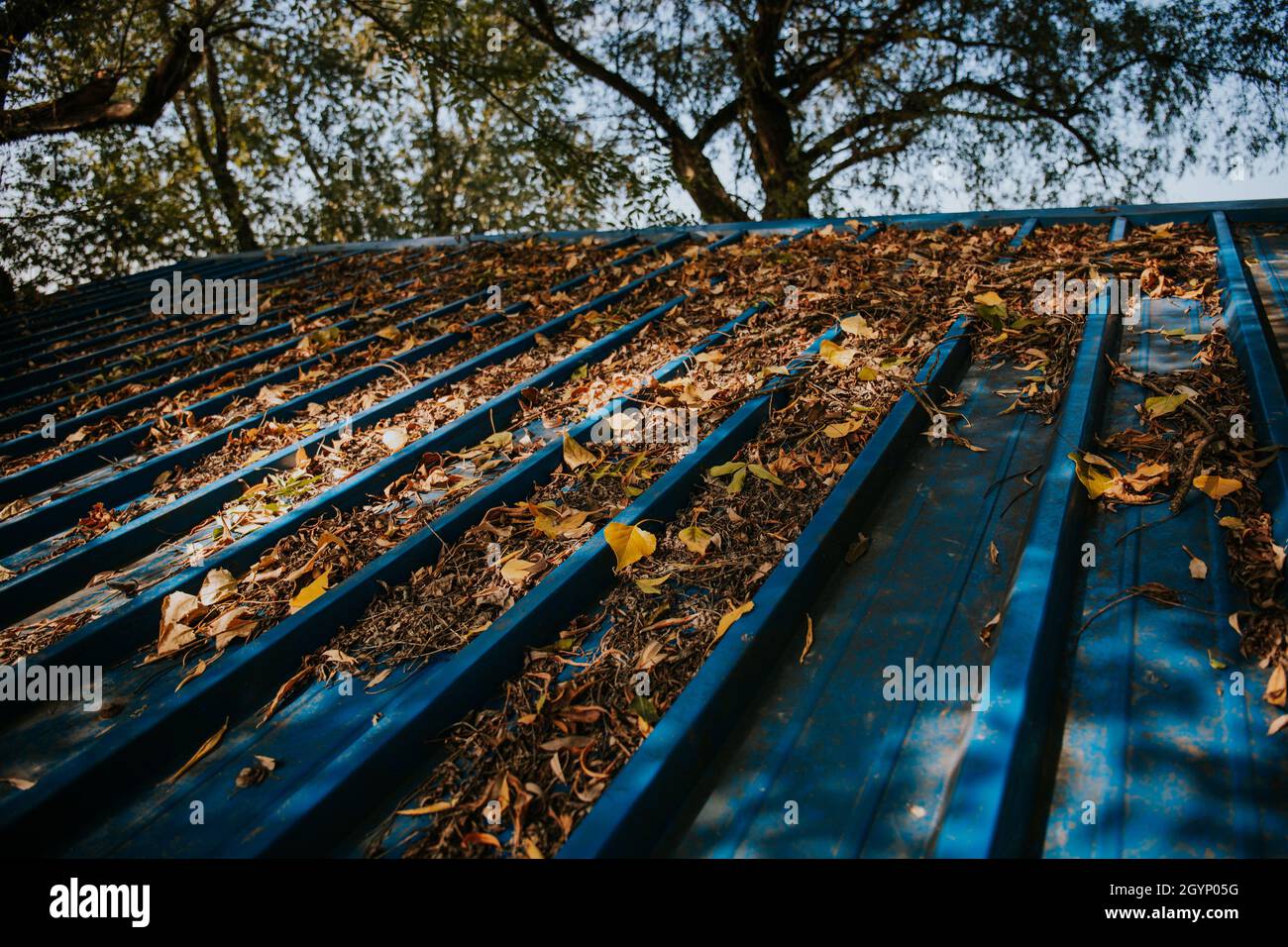 Closeup of autumnal leaves on the surface of a roof Stock Photo - Alamy