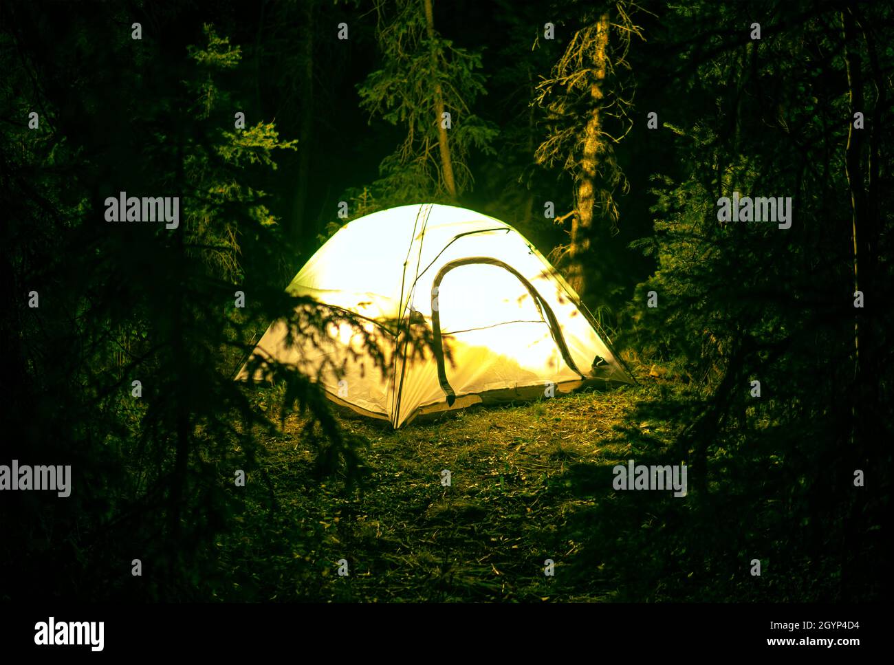 Illuminated Tent In Pine Tree Forest At Night Camping Concept Stock Photo