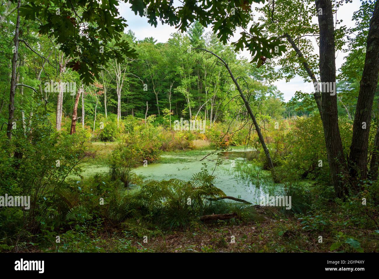 Freshwater forested wetlands in Broadmoor Wildlife Sanctuary, MA. Oak