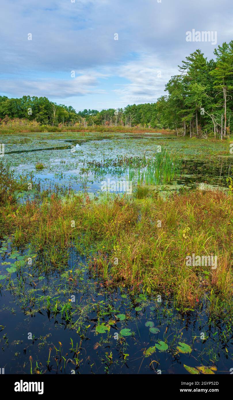 Indian Brook marsh in Broadmoor Wildlife Sanctuary a wetland with