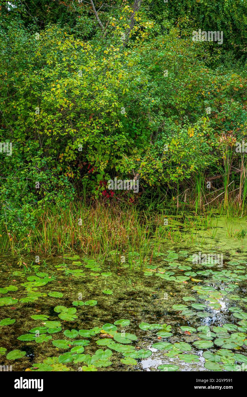 Wetlands with water lilies, duckweeds, swamp smartweeds and cattails. Shrub thicket with green foliage. Mass Audubon’s Broadmoor Wildlife Sanctuary Stock Photo