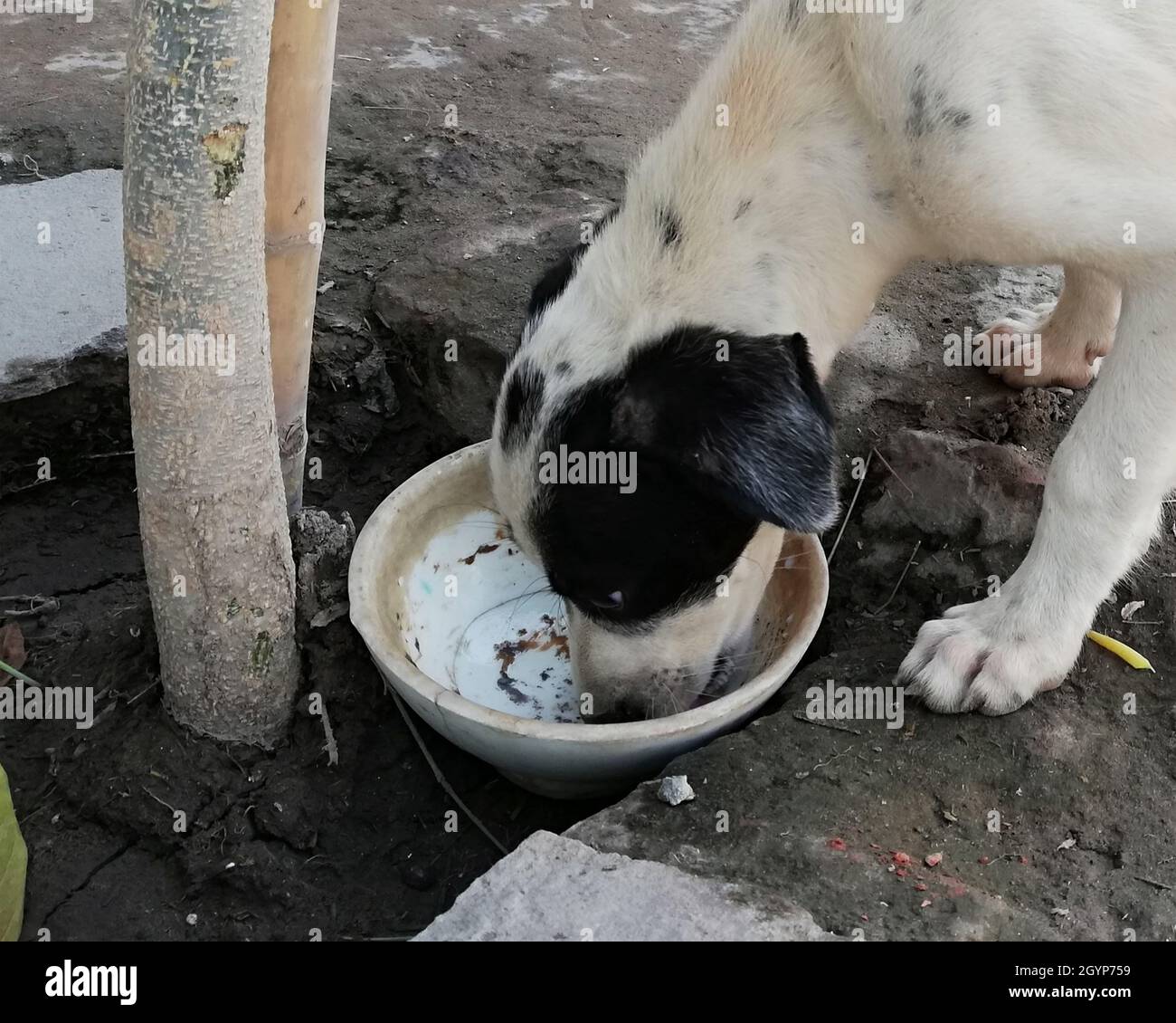 white Street puppy dog after drinking milk Stock Photo Alamy