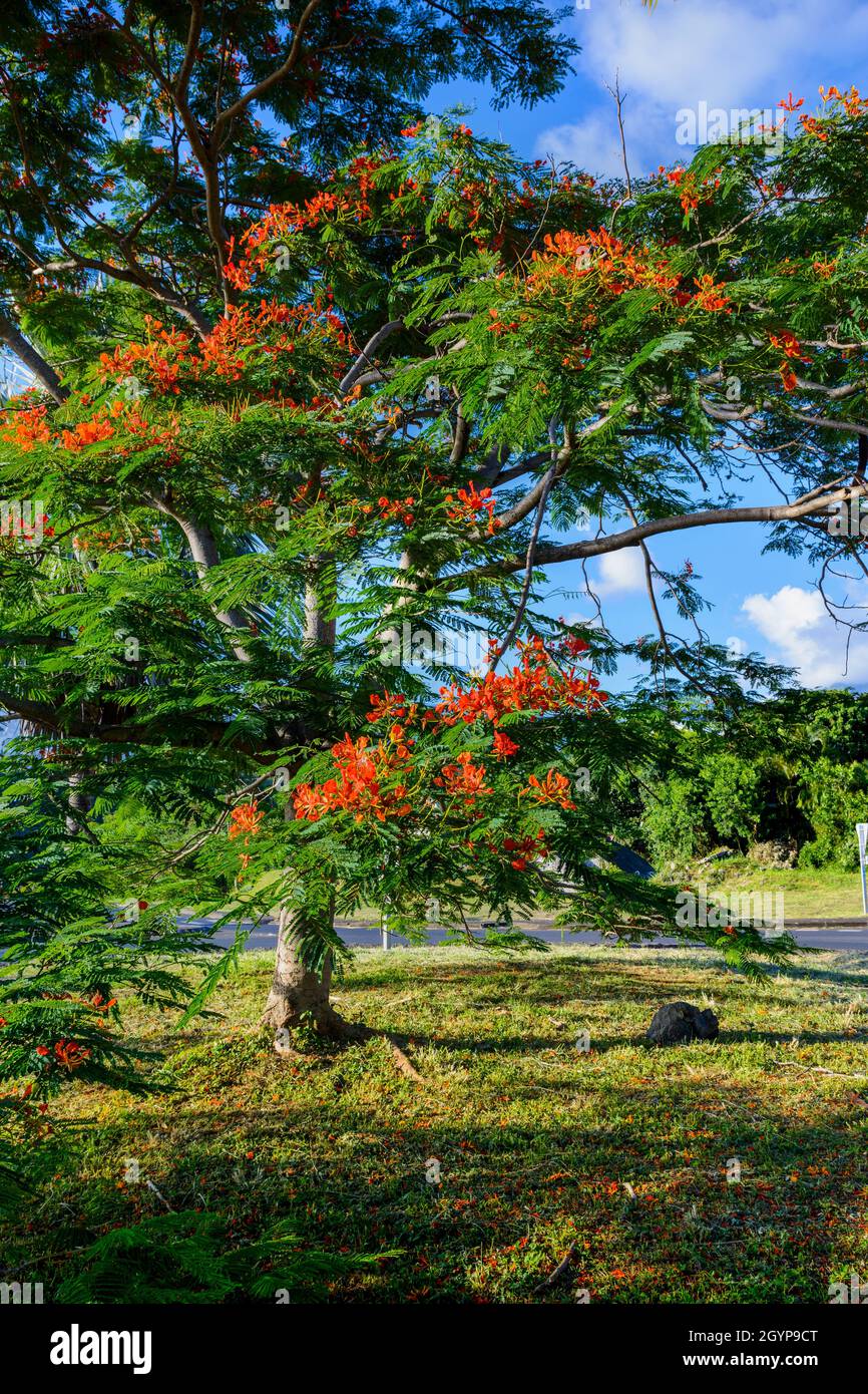 Red flowers tree, called Delonix Regia, Reunion Island Stock Photo