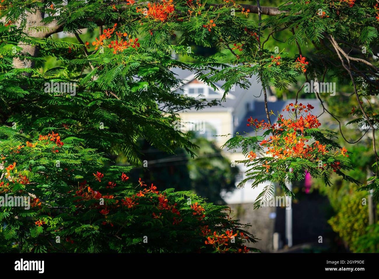 Red flowers tree, called Delonix Regia, Reunion Island Stock Photo