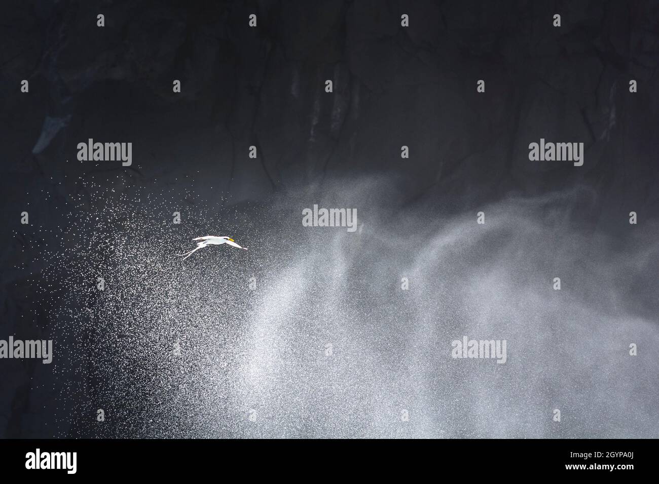 PailleenQueue or Phaeton bird in natural scenery, Reunion Island