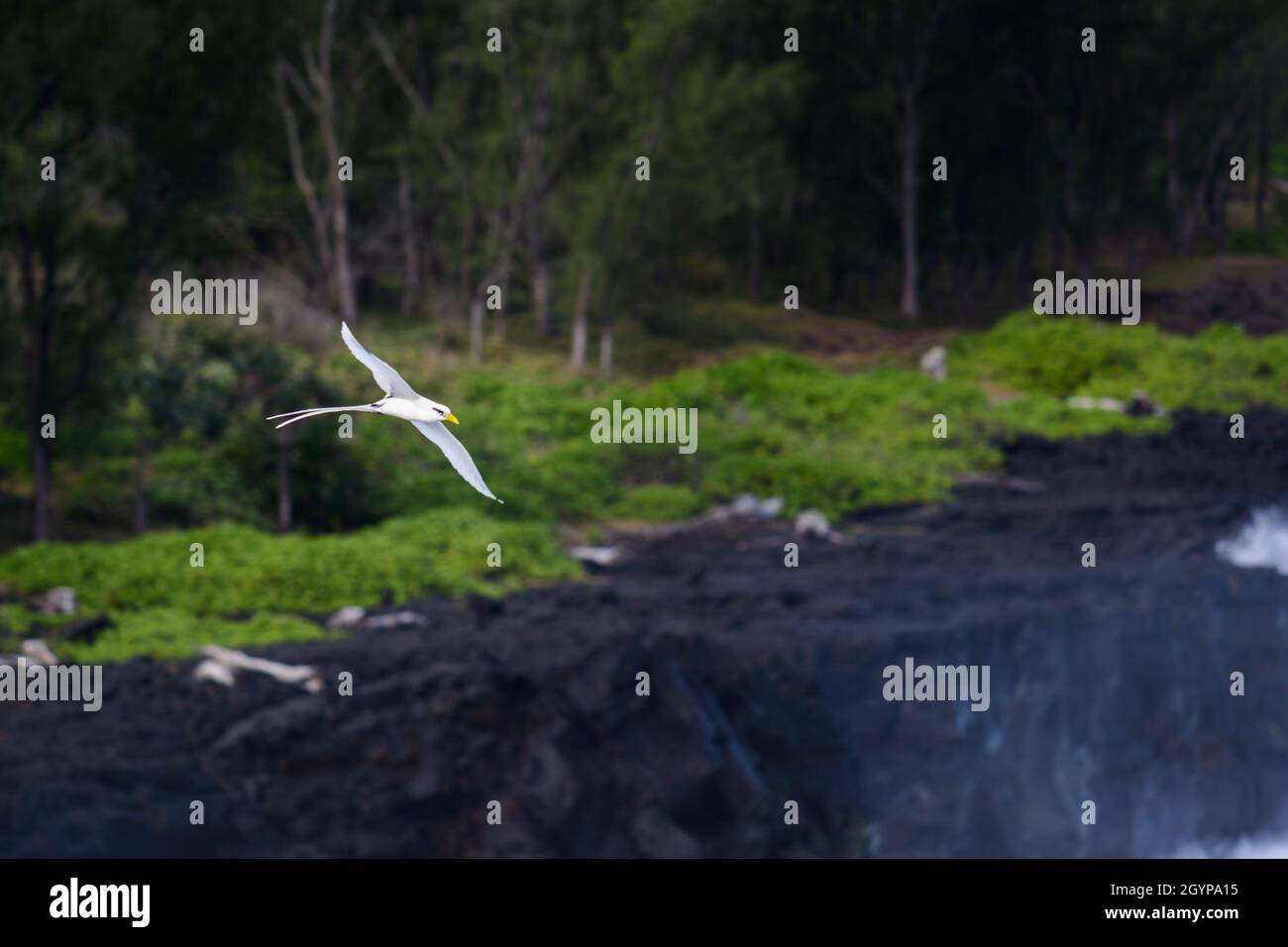 PailleenQueue or Phaeton bird in natural scenery, Reunion Island