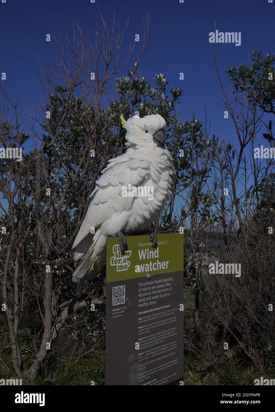 FluffedUp Cockatoo perched on Top of a Wind Watcher Signboard Stock Photo Alamy