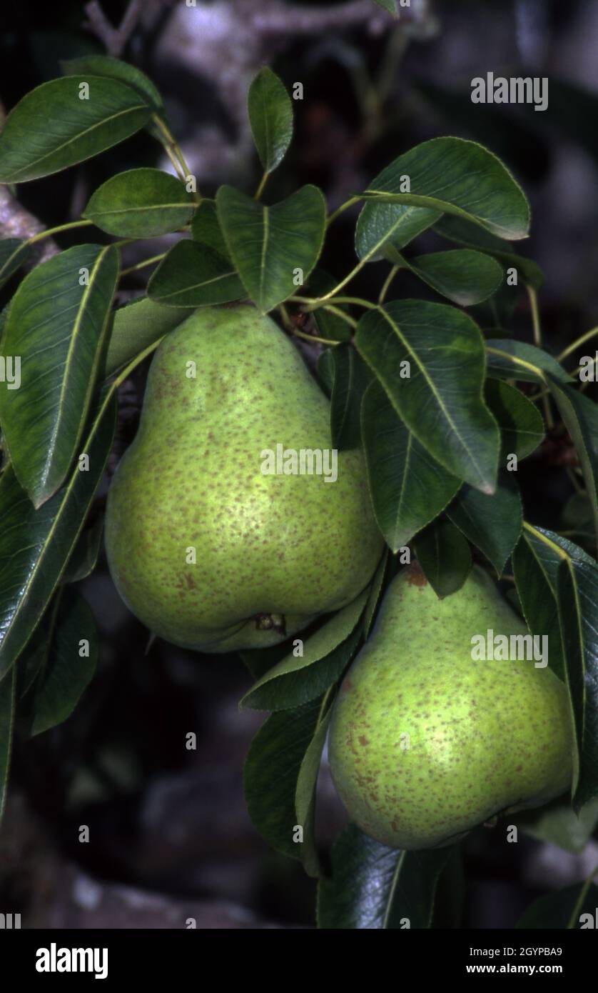 Pear tree pears trees hi-res stock photography and images - Alamy