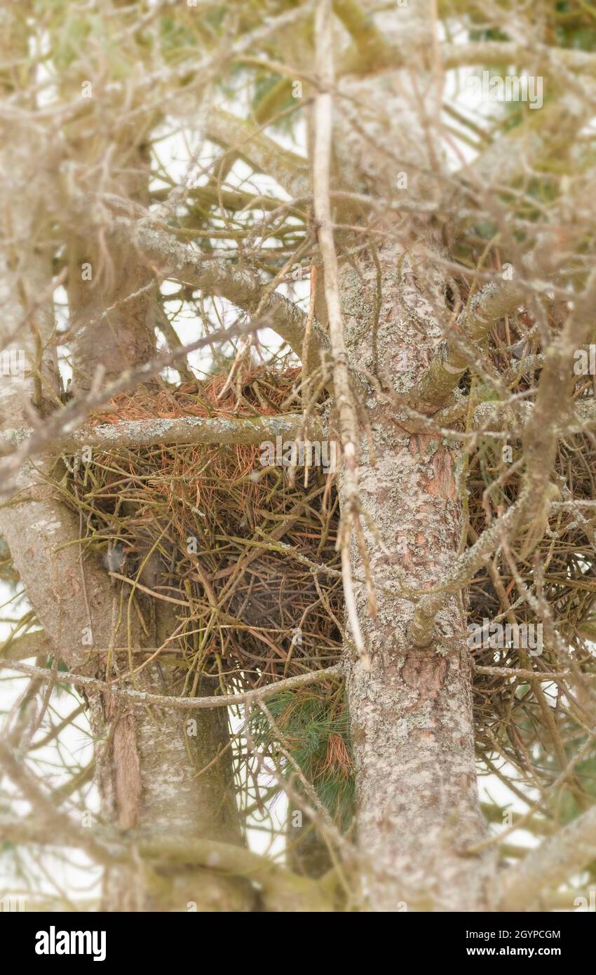 Squirrel nest hires stock photography and images Alamy