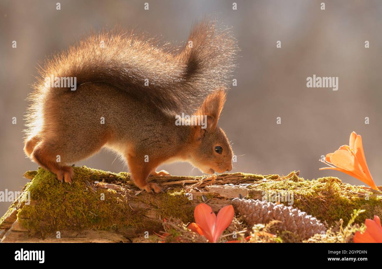 red squirrel is looking at an Clivia miniata  flower Stock Photo