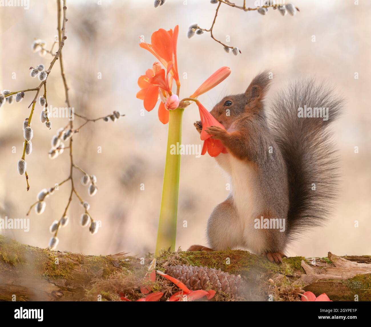 red squirrel is touching an Clivia miniata flower Stock Photo