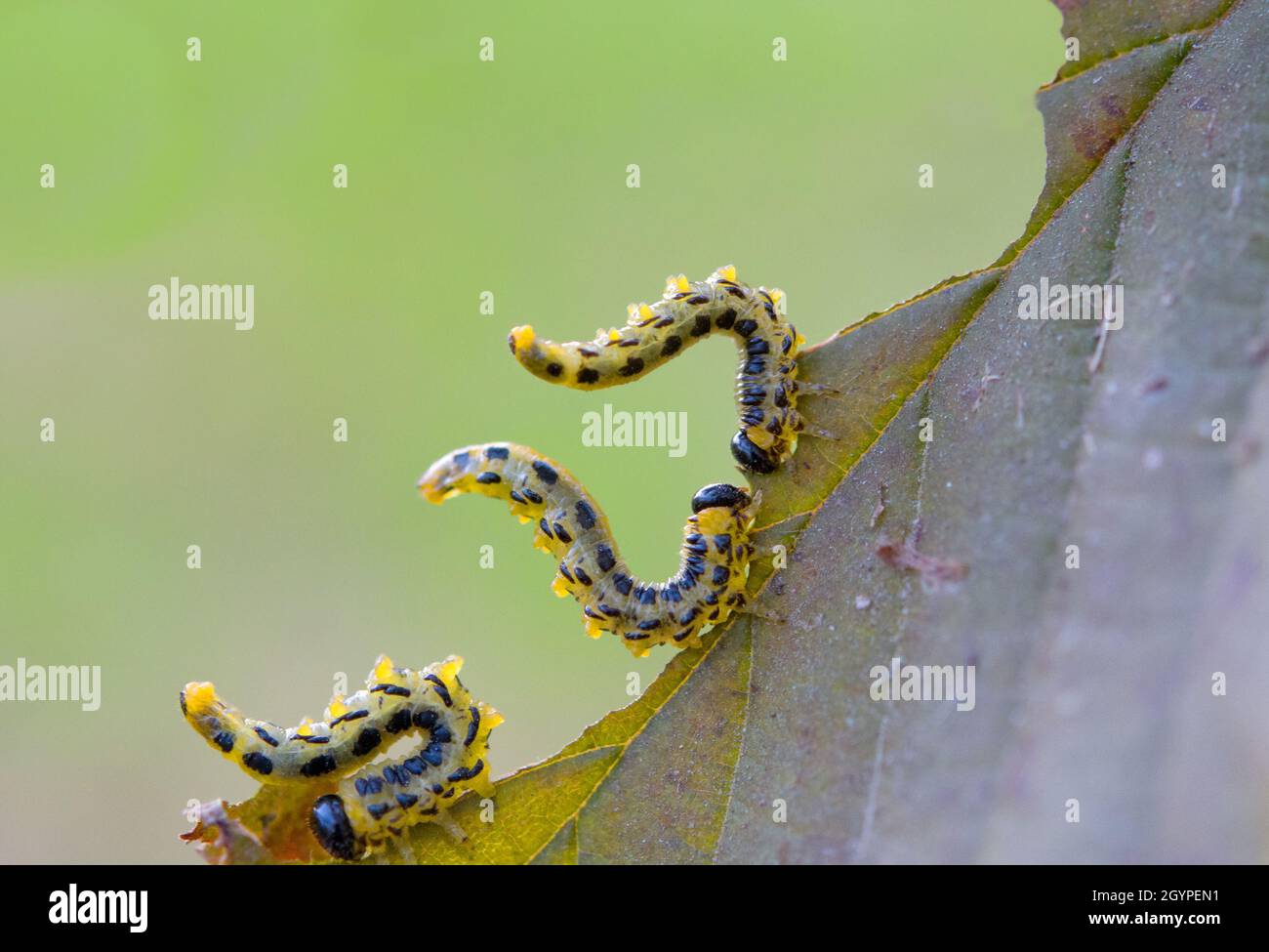 Three fat caterpillars devour one hazel leaf. Caterpillars are yellow