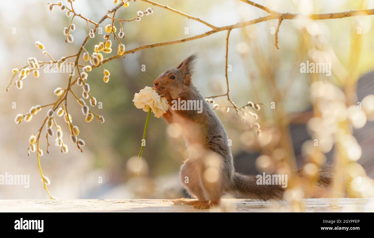 red squirrel is eating a rose under a flower willow branch Stock Photo