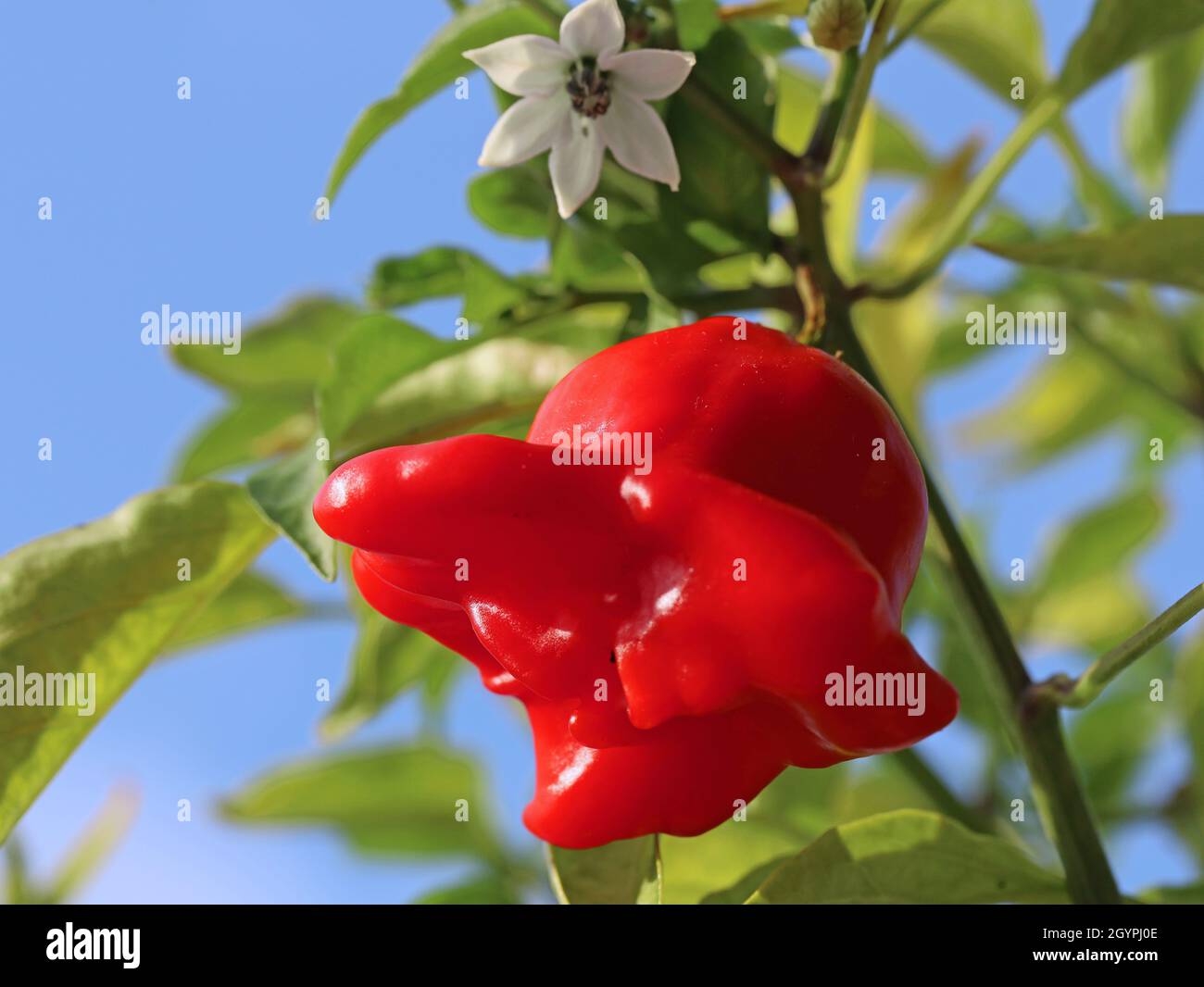 Bishops Crown chili pepper, capsicum baccatum, on plant with blue sky background Stock Photo