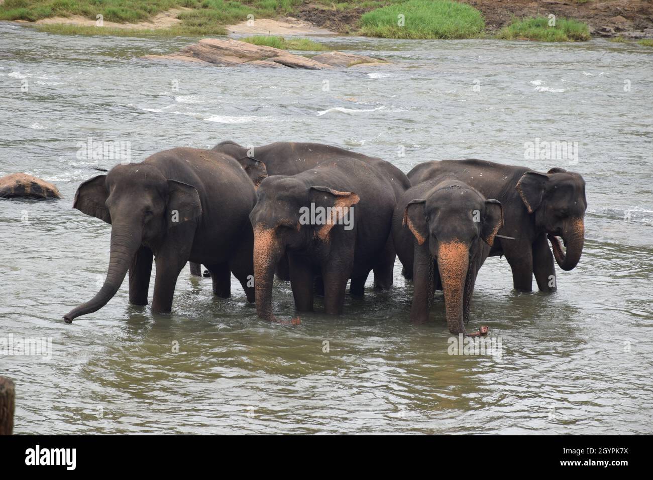 Wildlife in Sri Lanka Stock Photo - Alamy