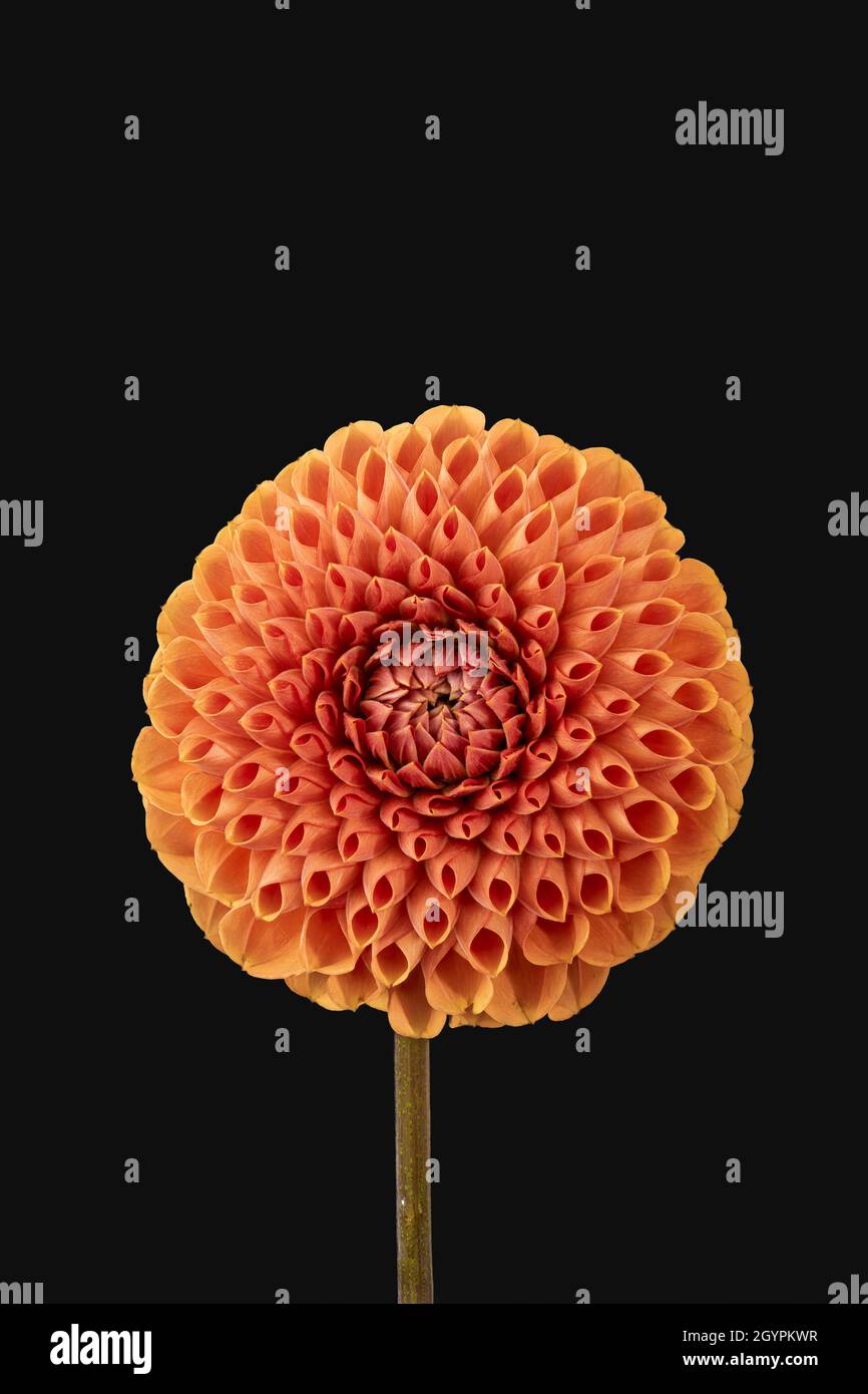 Floral fine art still life detailed color macro image of a single isolated orange dahlia blossom on black background Stock Photo