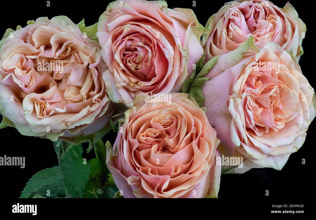 Bouquet of pink orange roses on black background with detailed texture Stock Photo