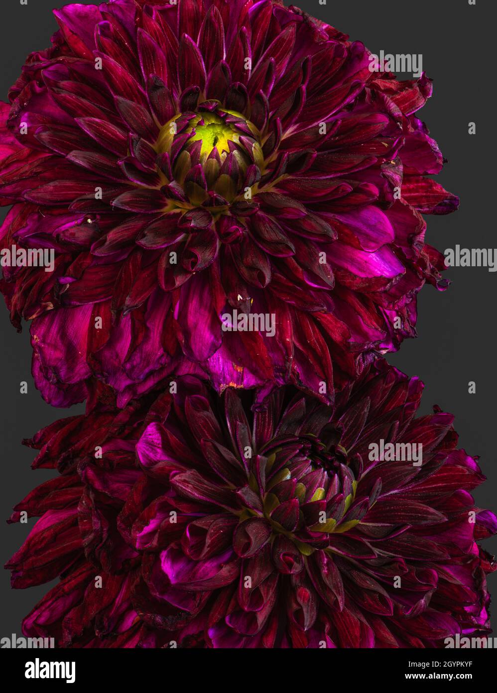 Front view macro of a pair of red dahlia blooms cut-out on dark gray background Stock Photo