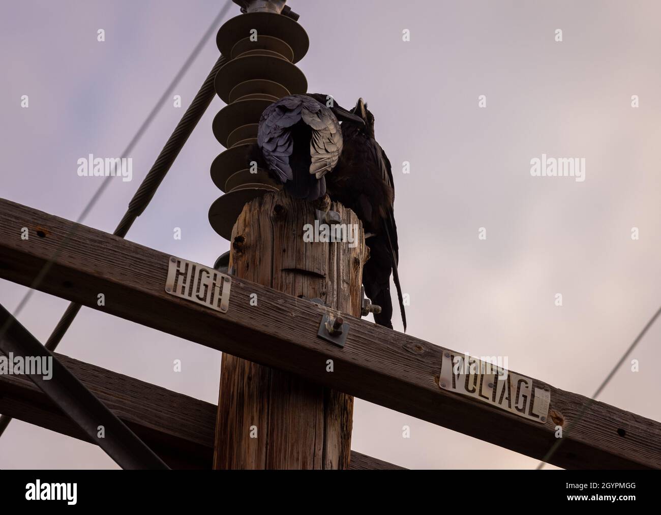 Mated pair of ravens on power pole Stock Photo