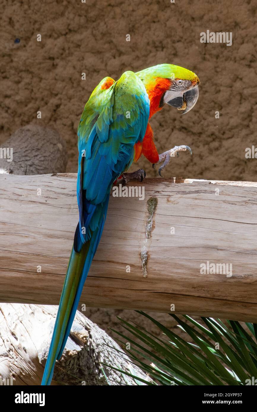 Harlequin Macaw close up on log showing off beautiful vibrant colors. Hybrid species. (Ara chloroptera and Ara ararauna - Blue and Gold and Green Wing Stock Photo