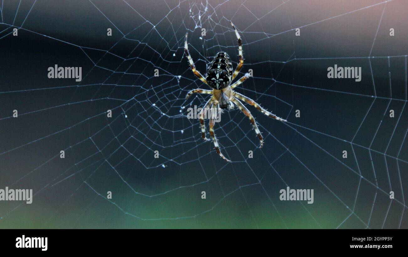 Araneus spider on its web Stock Photo
