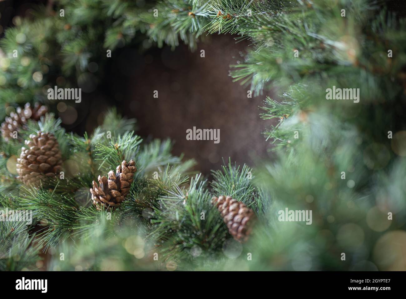 Border from green fir tree with pine cones. Stock Photo