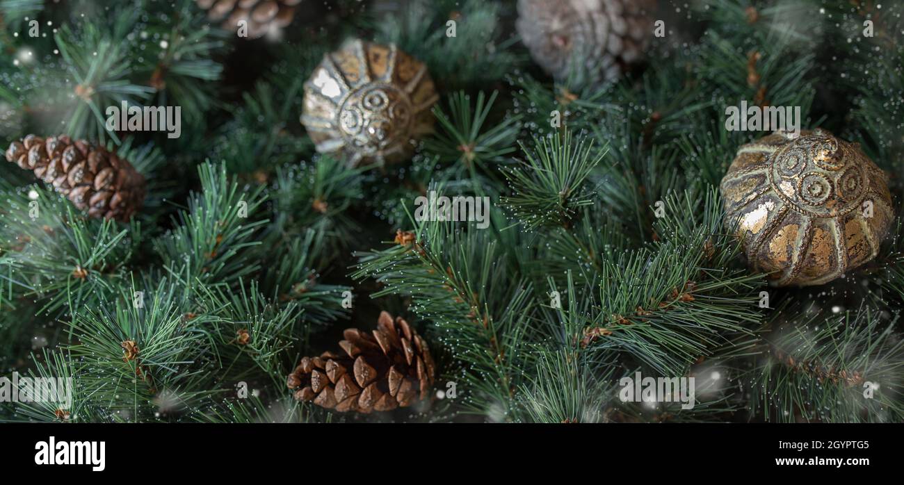 Flat lay from green fir tree with pine cones and golden decoratoins. Stock Photo