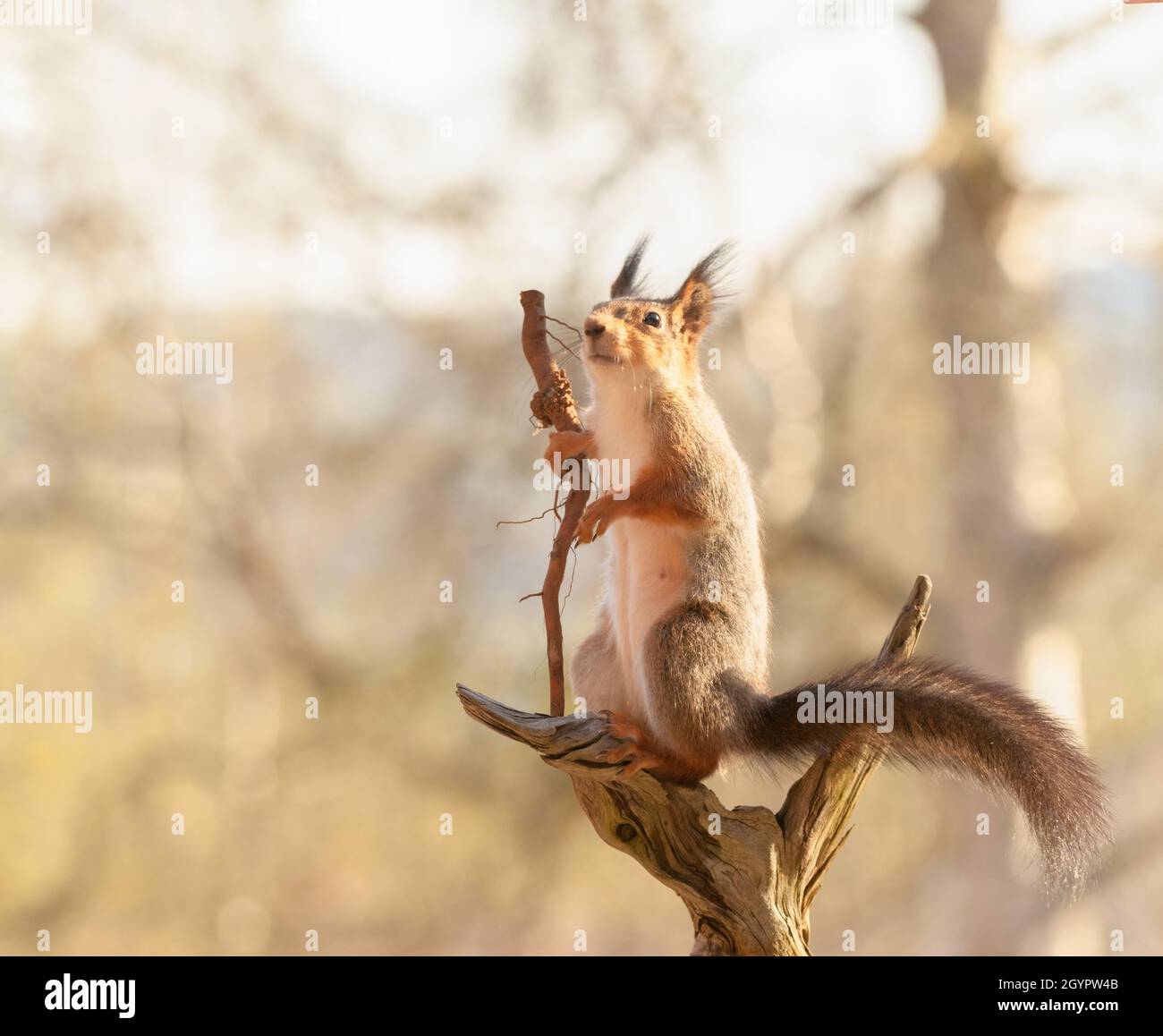 Root Squirrel red squirrel is holding a staff of roots Stock Photo - Alamy