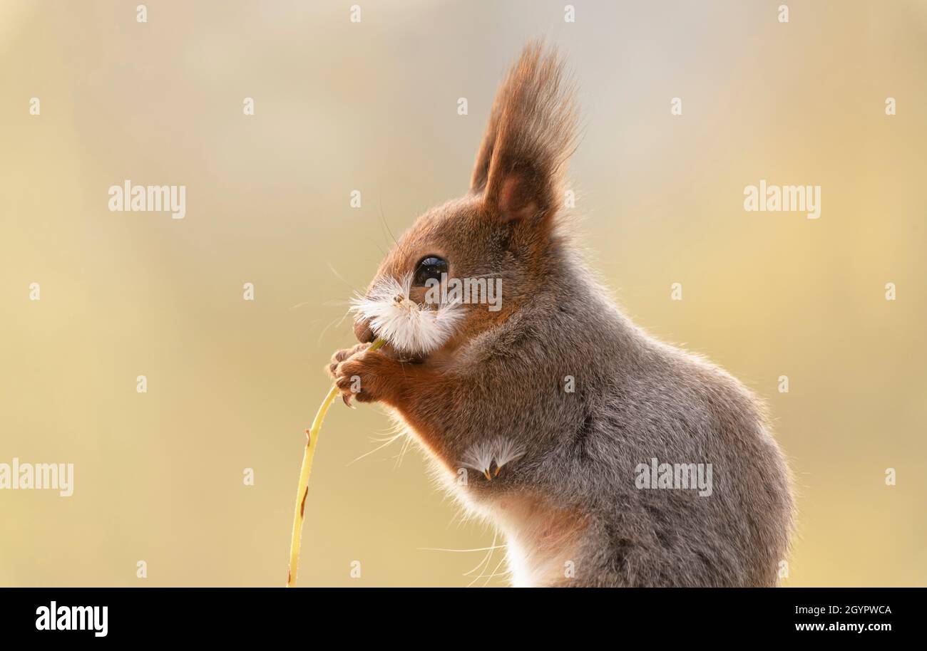 red squirrel is hiding behind a dandelion with seeds Stock Photo