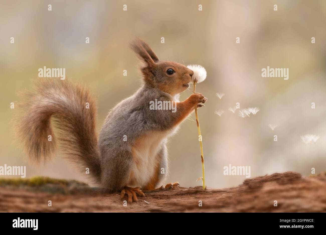 red squirrel is holding a dandelion with flying seeds Stock Photo