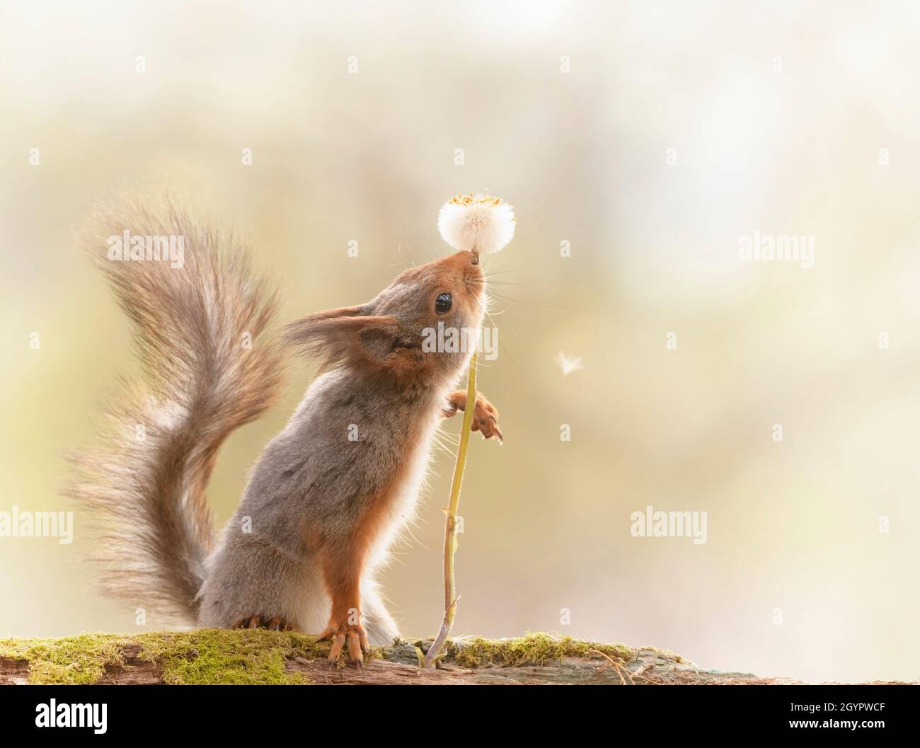 red squirrel is holding a dandelion with seeds Stock Photo