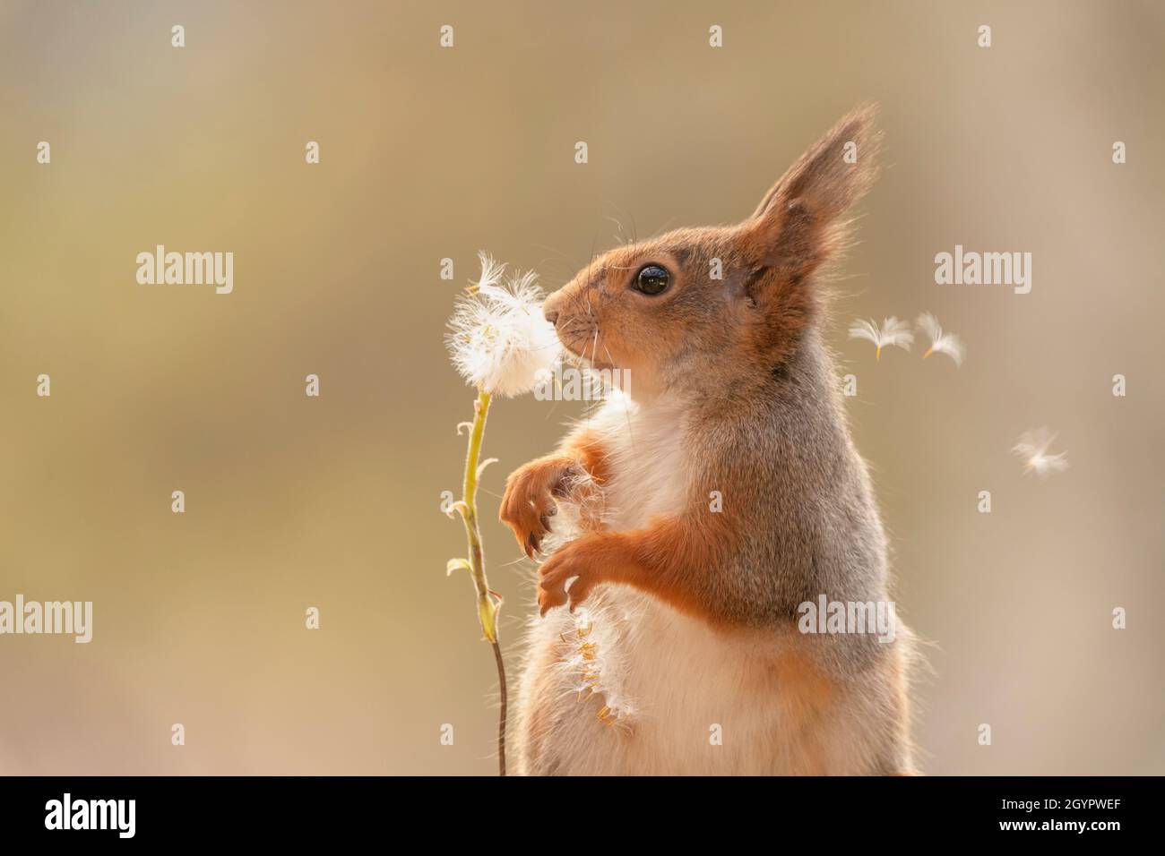 red squirrel is looking at a dandelion with flying seeds Stock Photo
