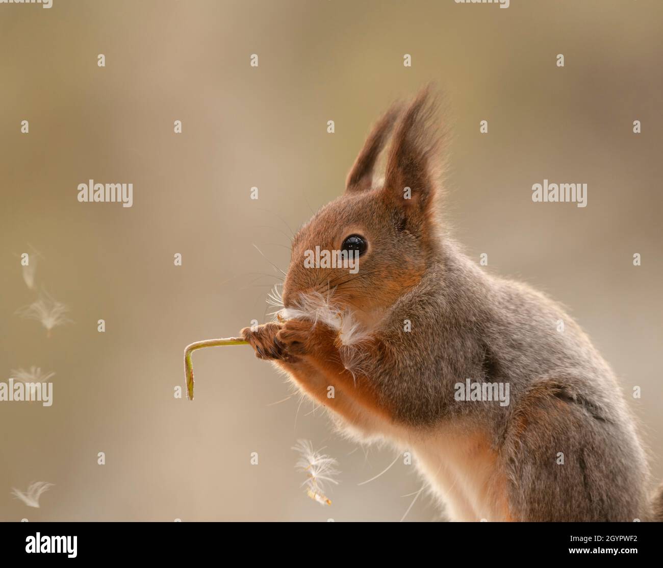 red squirrel is eating a dandelion with flying seeds Stock Photo Alamy