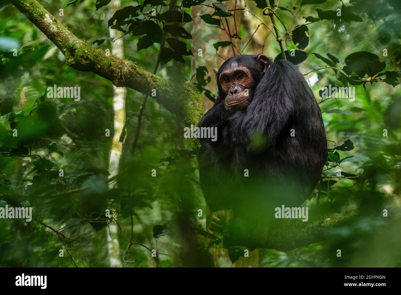 Common Chimpanzee - Pan troglodytes, popular great ape from African forests and woodlands, Kibale forest, Uganda. Stock Photo