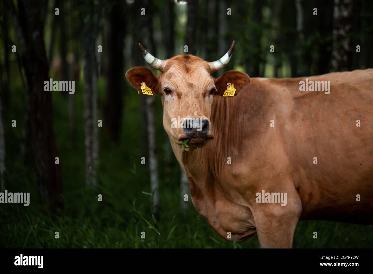 Free-range cow in a forest Stock Photo - Alamy