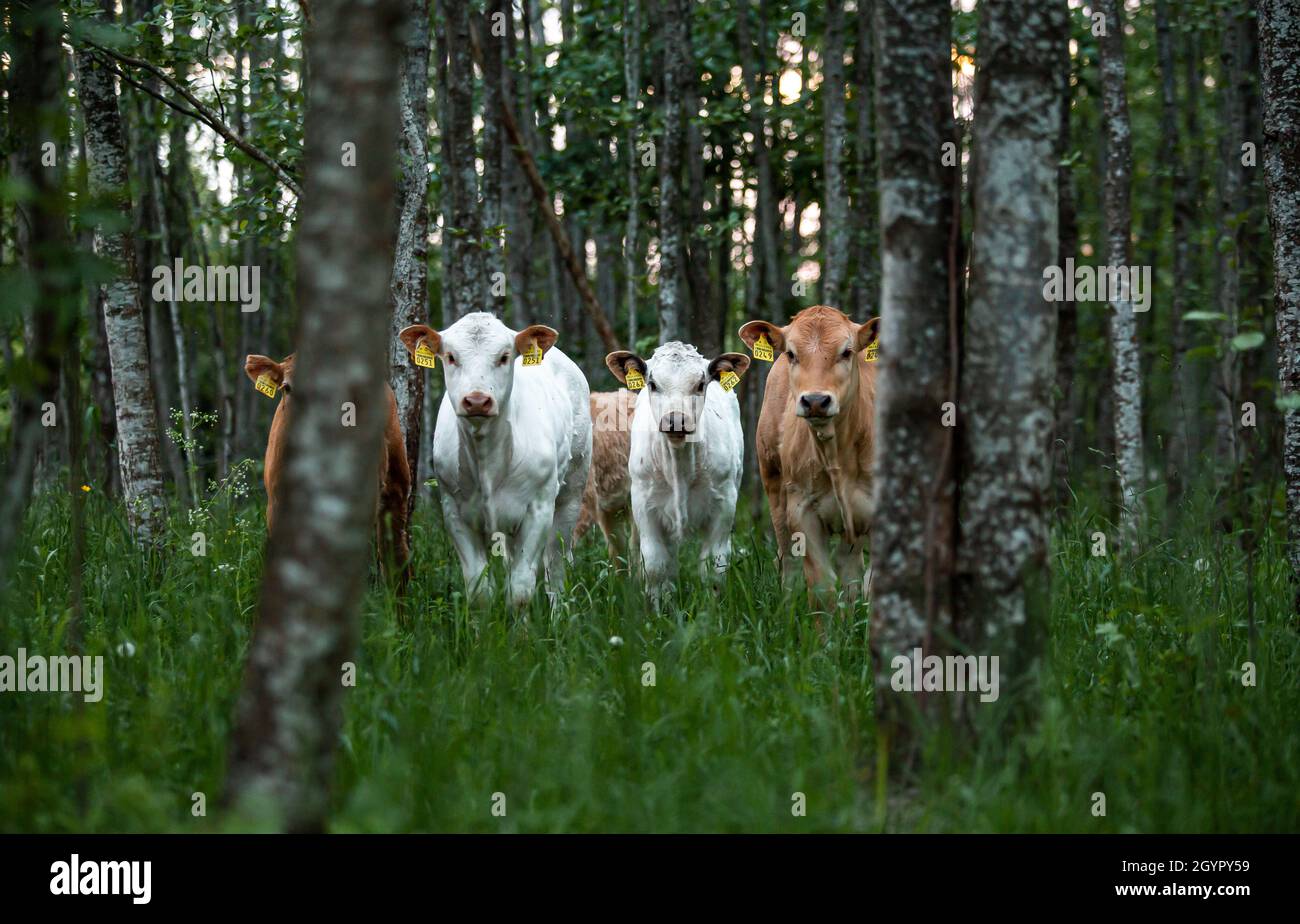 Cows in a forest hi-res stock photography and images - Alamy
