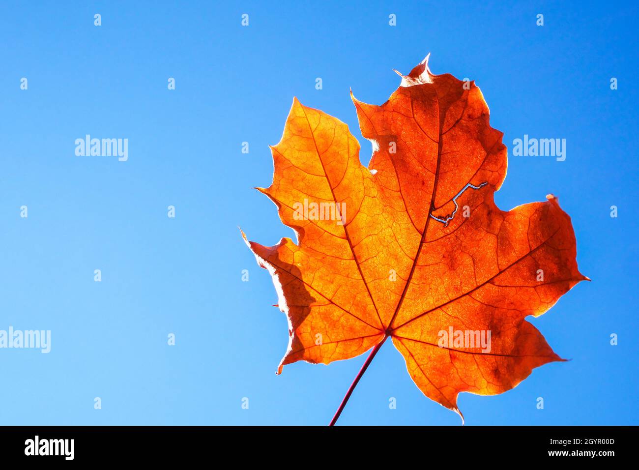 Blue fallen maple leaf hi-res stock photography and images - Alamy