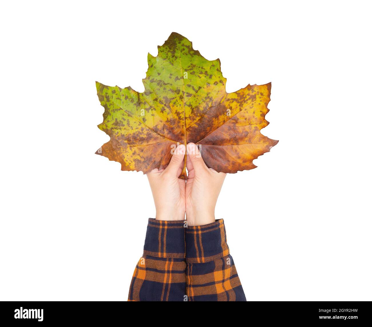 Crop view of female hands holding a huge colored maple leaf with both hands isolated on white Stock Photo