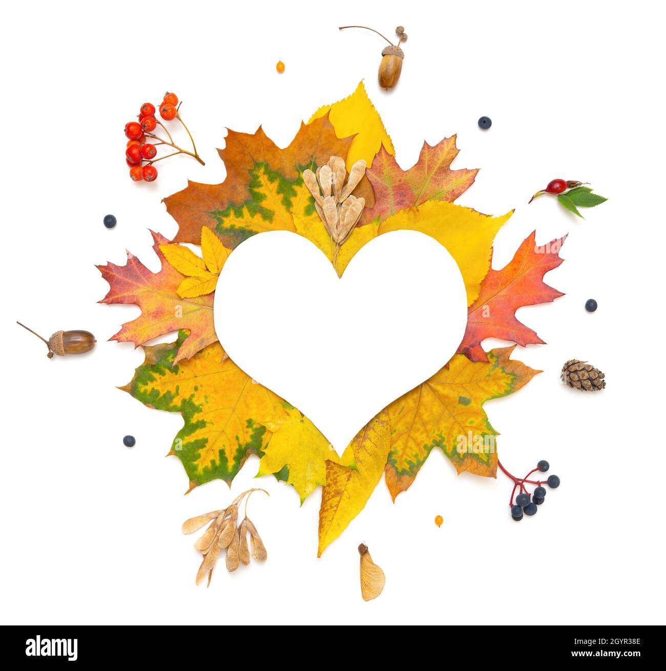 Vibrant autumn leaves and seasonal berries background with copy space ...