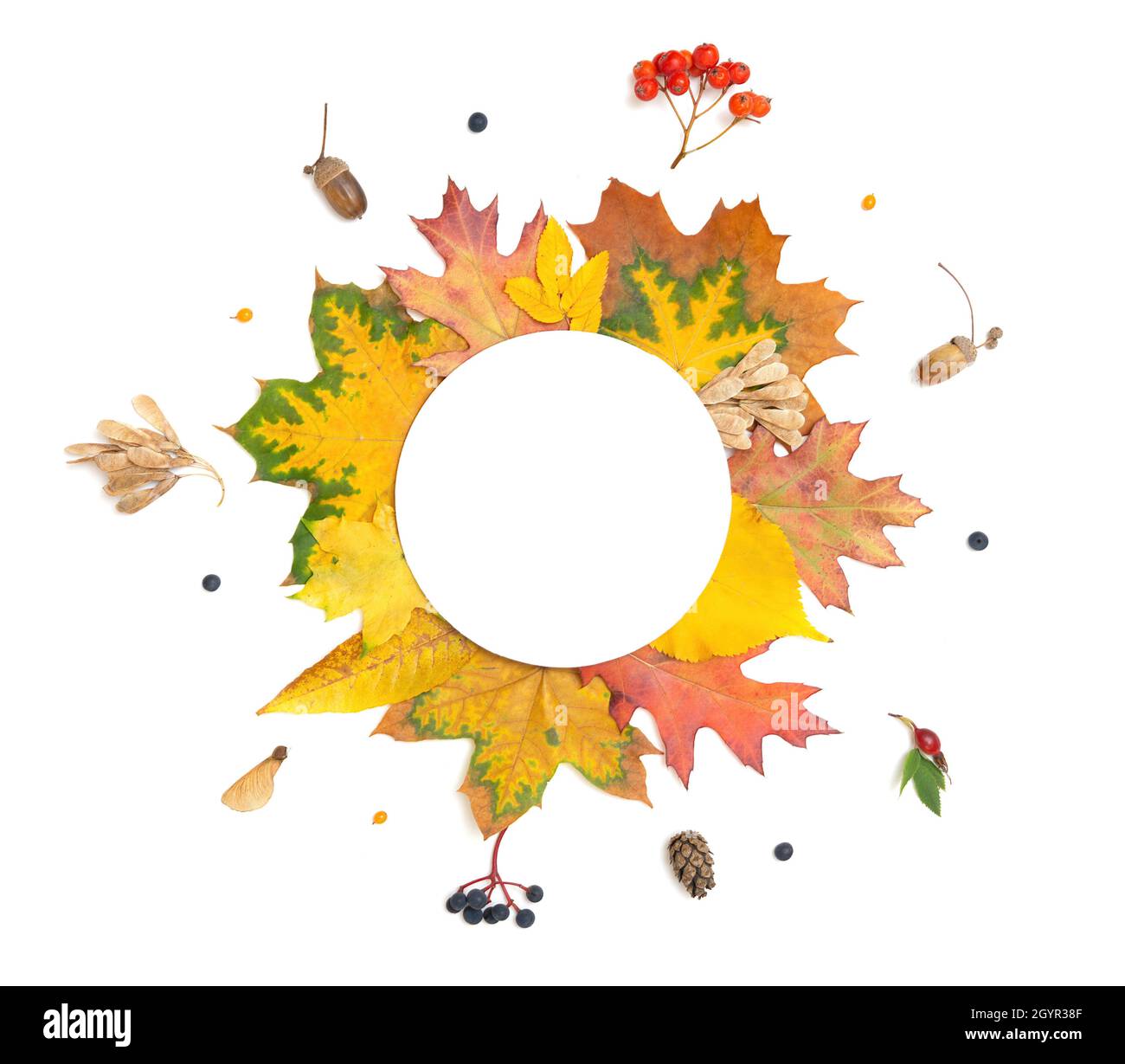 Vivid autumn leaves and berries background with copy space isolated on ...