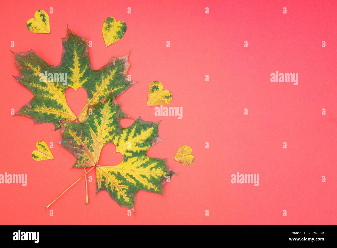 Two pigmented maple leaves with cut out heart shapes on a rose background. Romantic fall concept. Stock Photo
