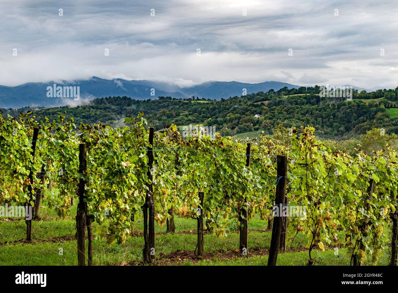 The rows of vines of the AOC Jurançon in the Béarn, southern France Stock Photo