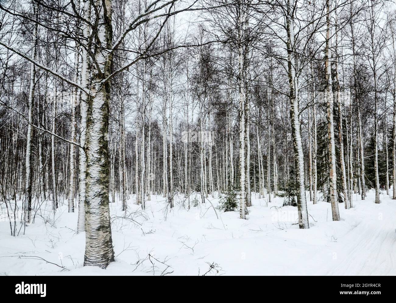 Lapland, Scandinavia, snow covered trees in a forest Stock Photo
