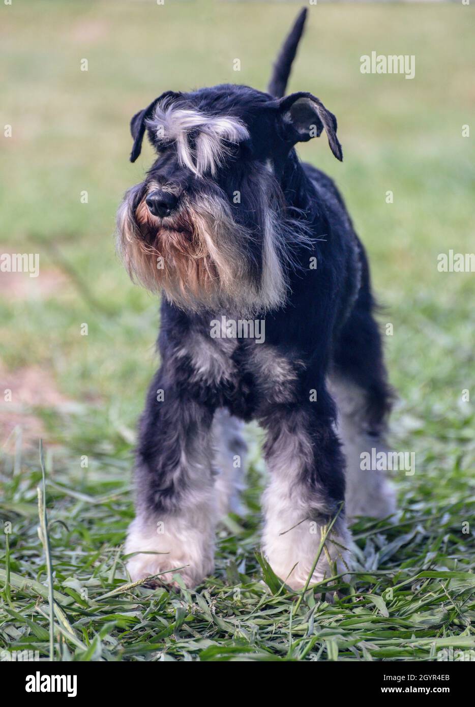 black and silver Miniature Schnauzer. A breed of  ratting dogs, originated in Germany in the mid-to-late 19th century. standing on lawn Stock Photo