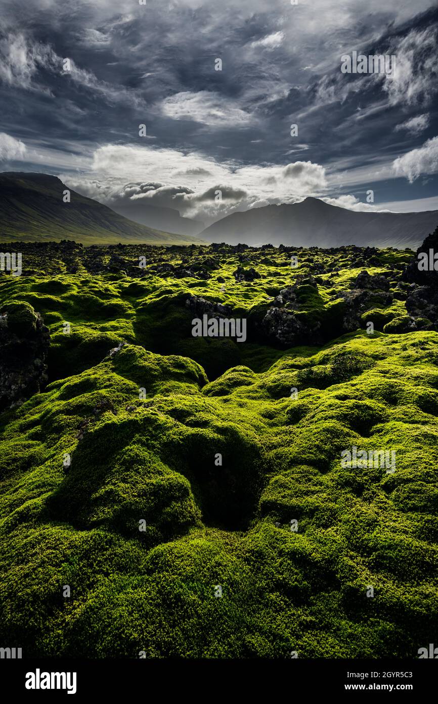 Sensitive moss covers the ancient lava field of Berserkjahraun. Stock Photo