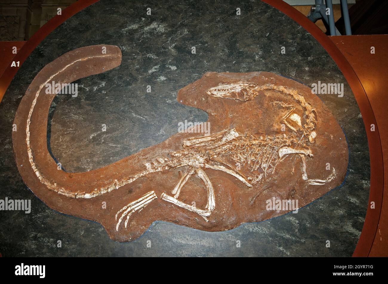 Fossil skeleton of Coelophysis bauri dinosaur (therapod) in Natural History Museum, South Kensingston, London, England Stock Photo